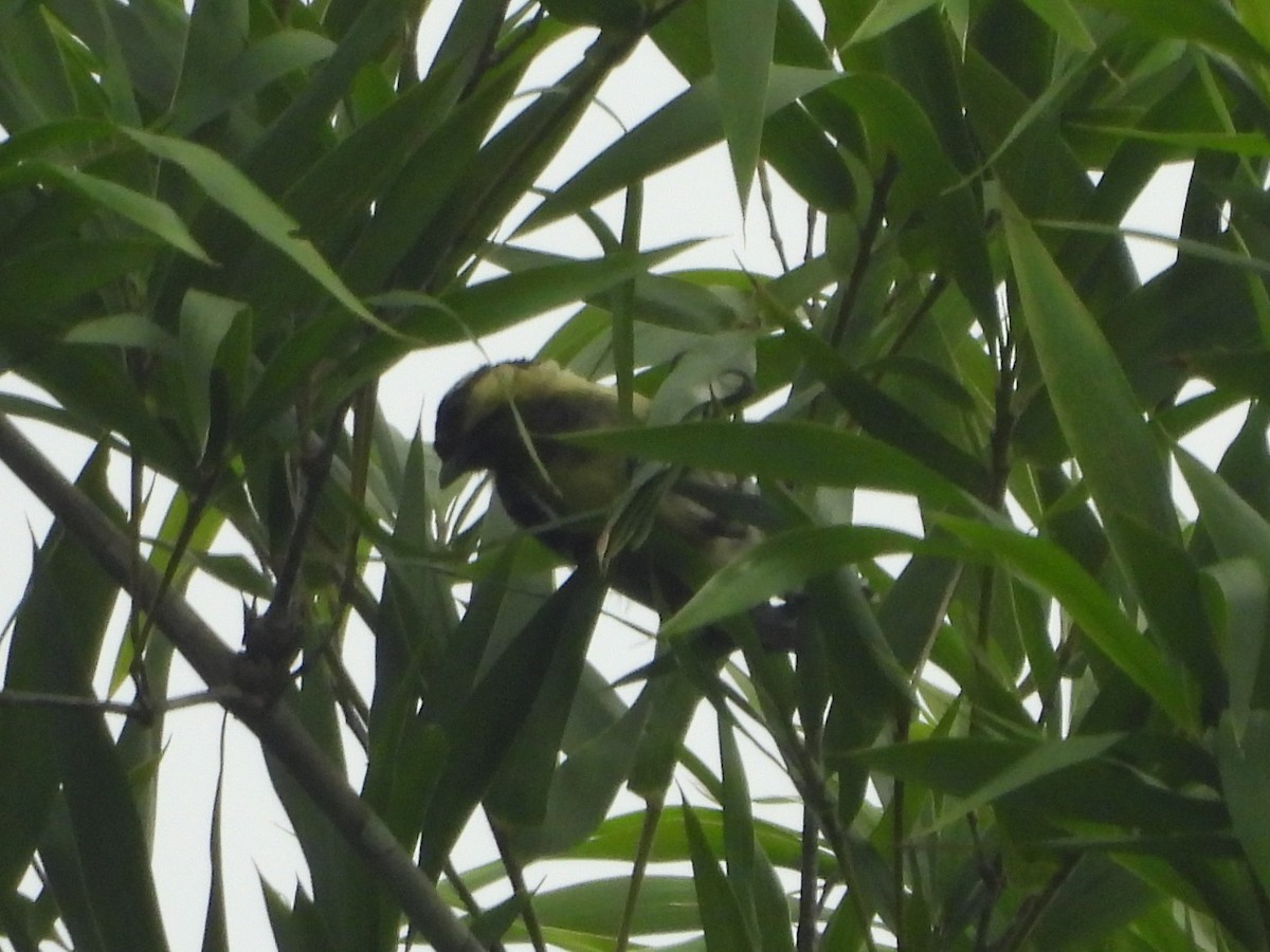 Indian Yellow Tit - ML641955765