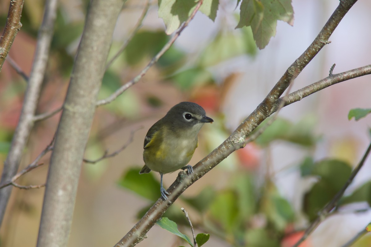 Blue-headed Vireo - ML641955766