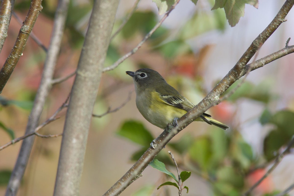 Blue-headed Vireo - ML641955767