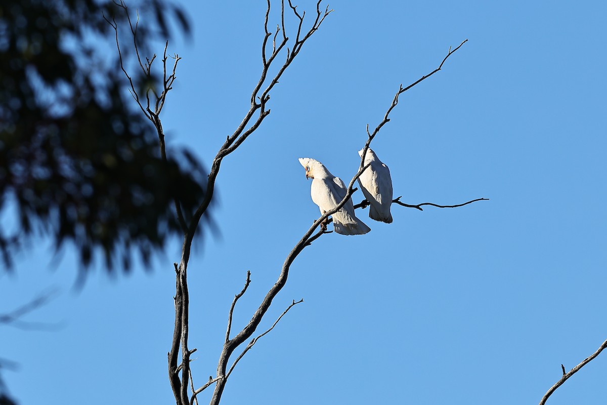 Western Corella - ML641955772