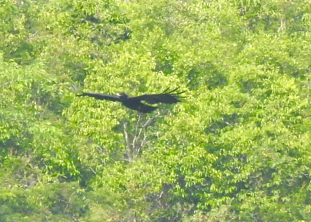 Black Eagle - ML641955779