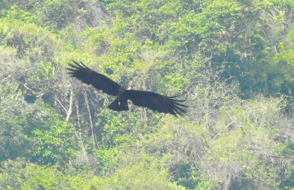 Black Eagle - ML641955782