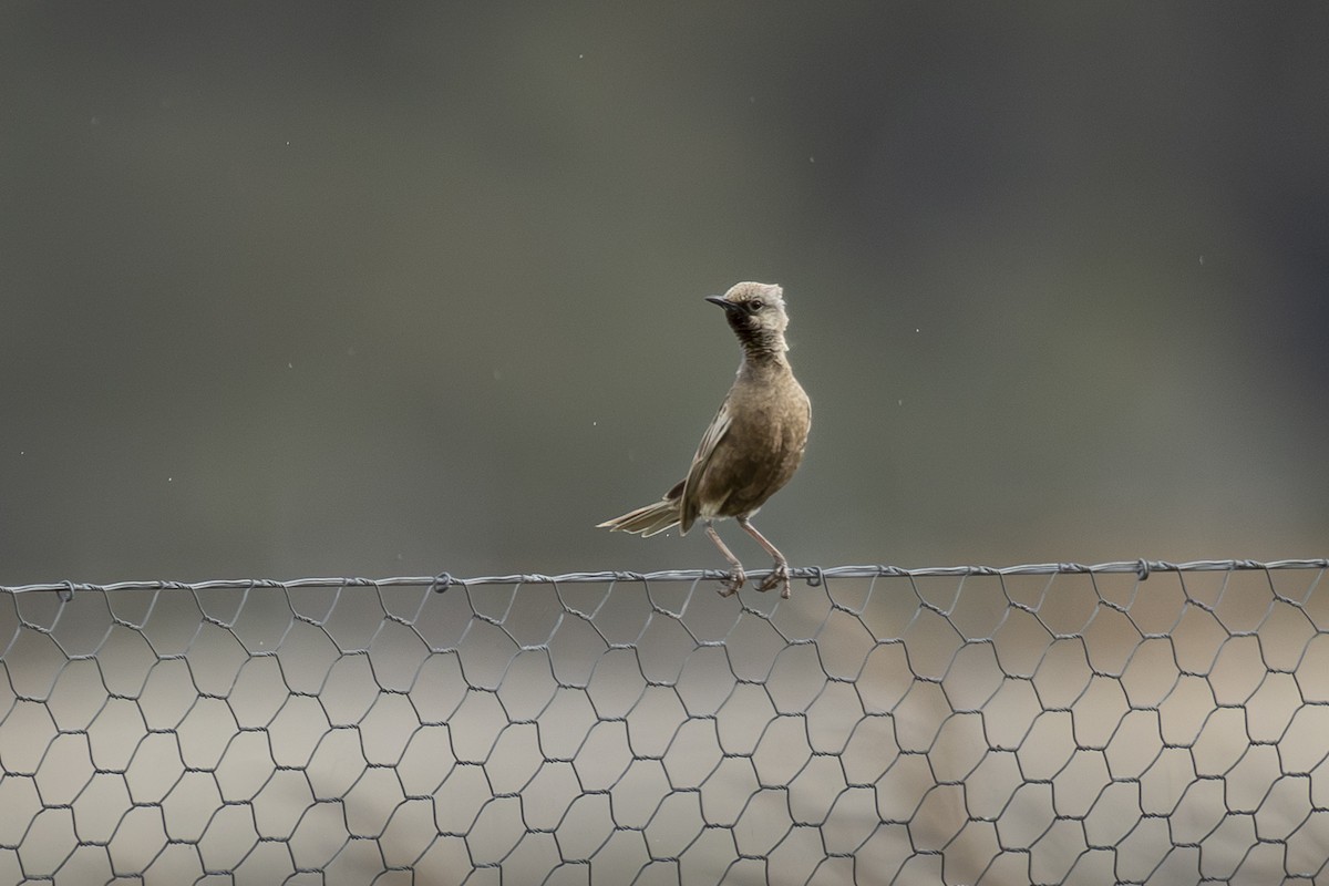 Brown Songlark - ML641955802