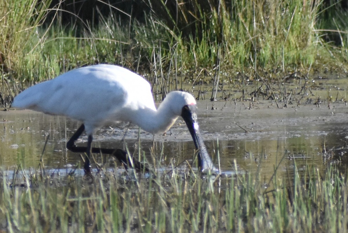 Royal Spoonbill - ML641955807