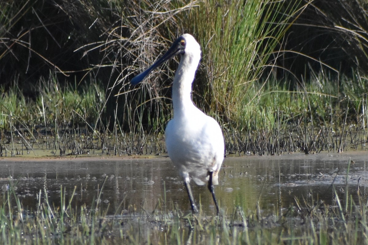 Royal Spoonbill - ML641955808