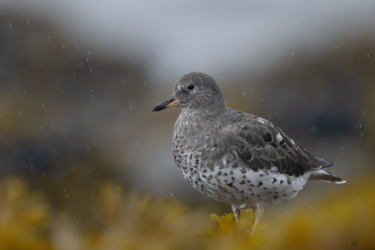 Surfbird - ML641955836