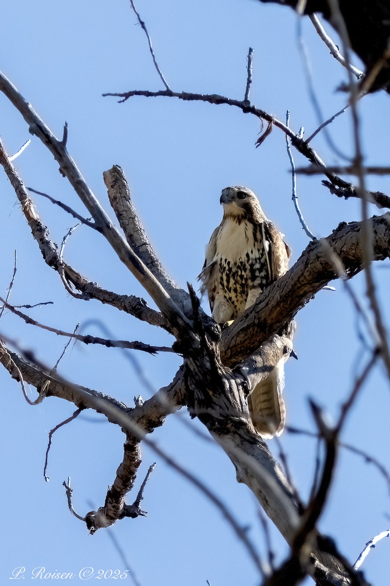 Buse à queue rousse - ML641955841