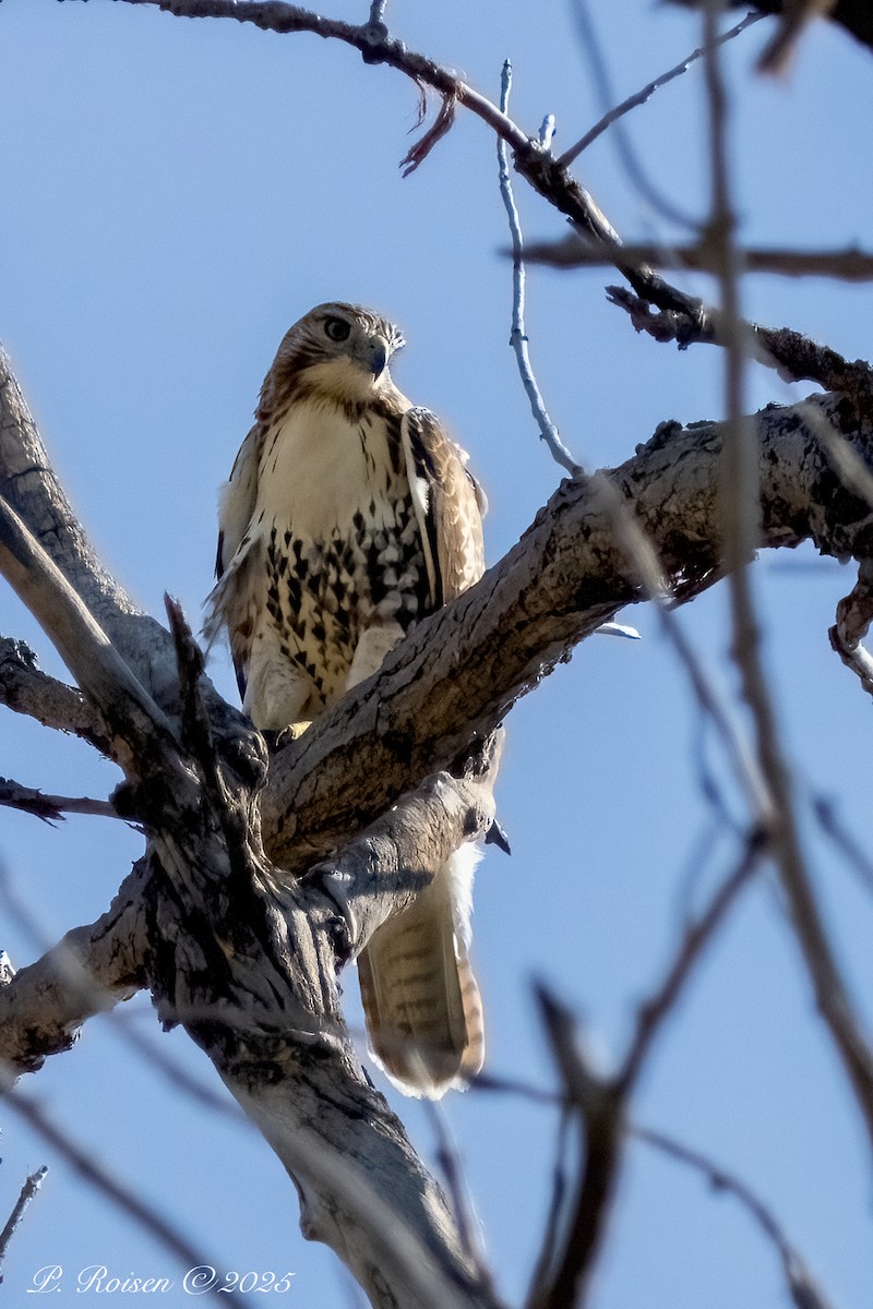 Buse à queue rousse - ML641955842