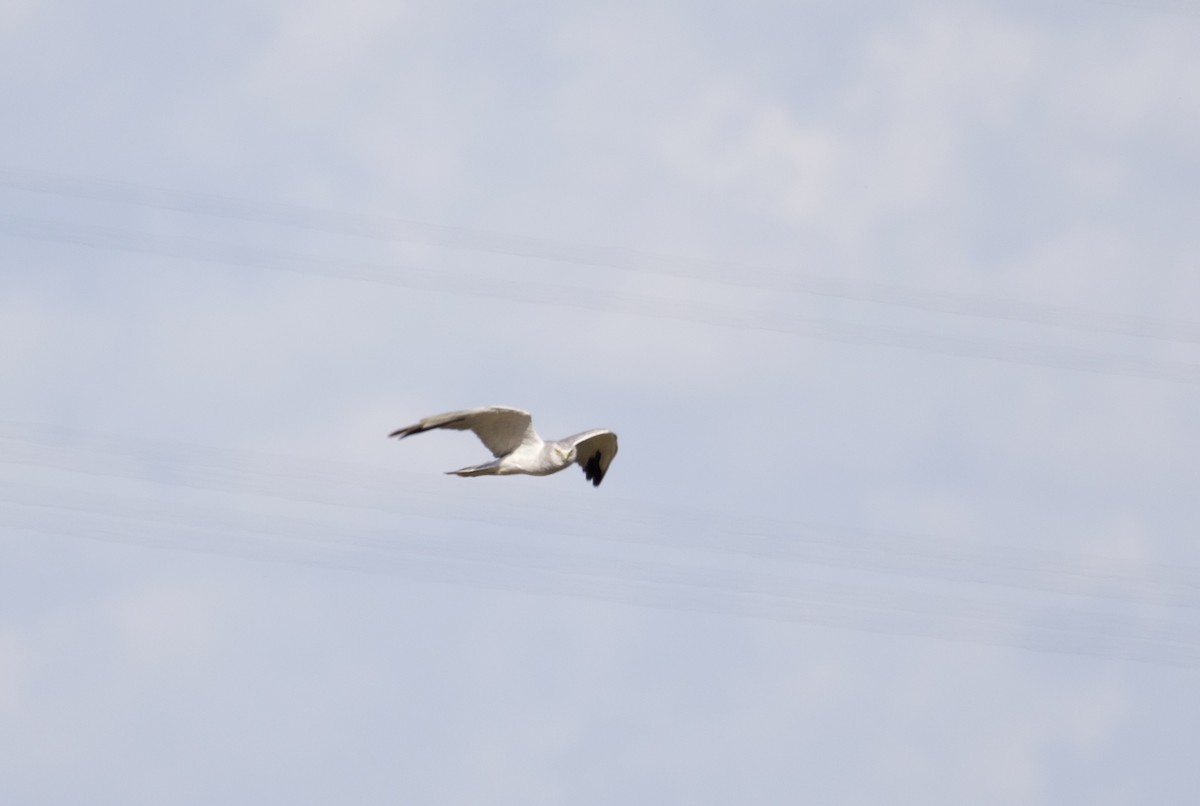 Pallid Harrier - ML641955882