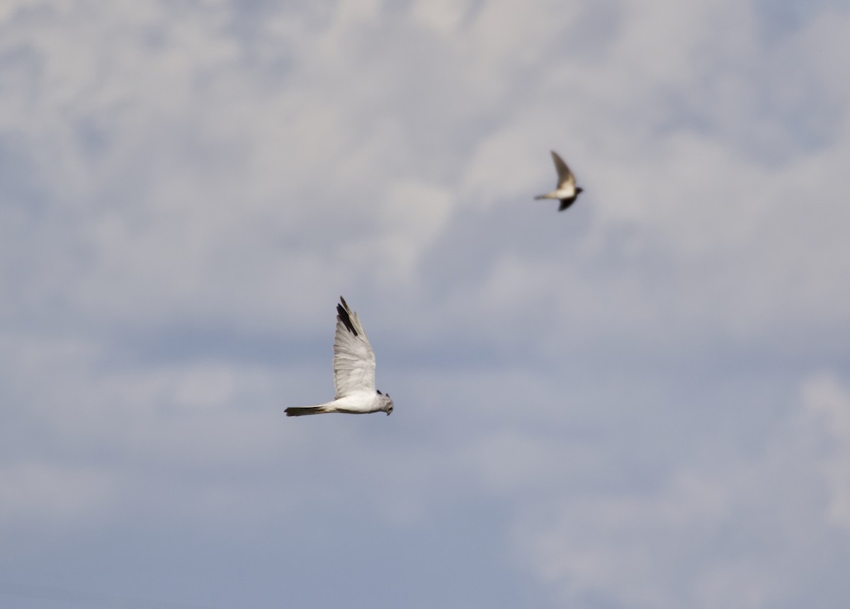 Pallid Harrier - ML641955883