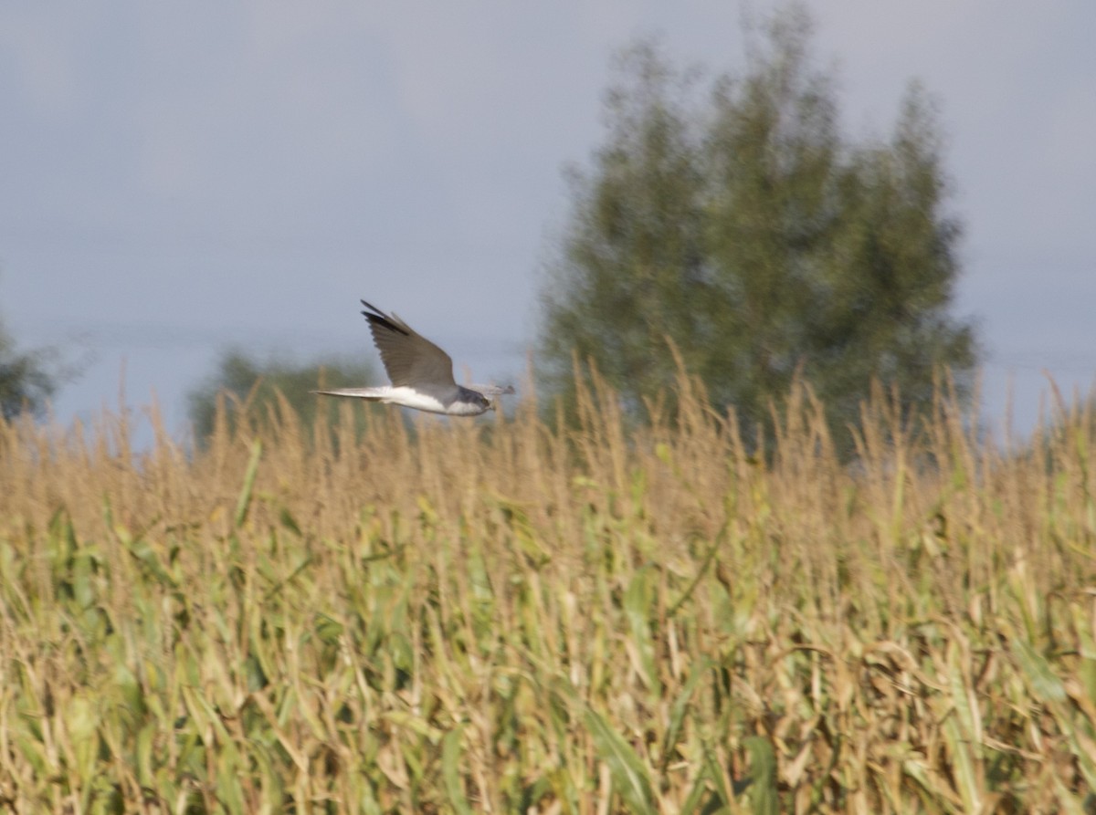 Pallid Harrier - ML641955884