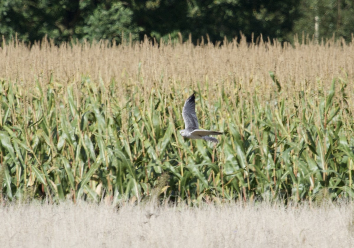 Pallid Harrier - ML641955885