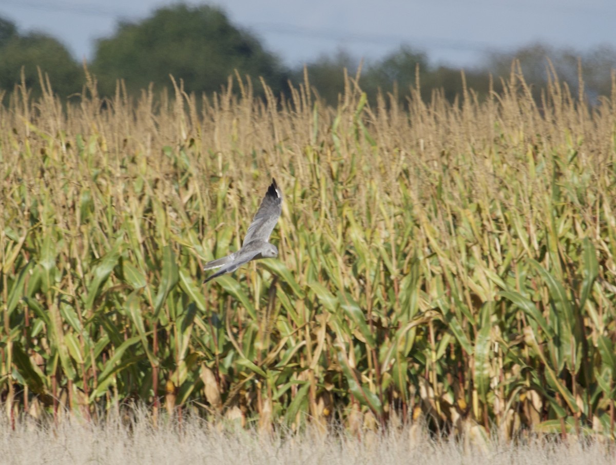 Pallid Harrier - ML641955886