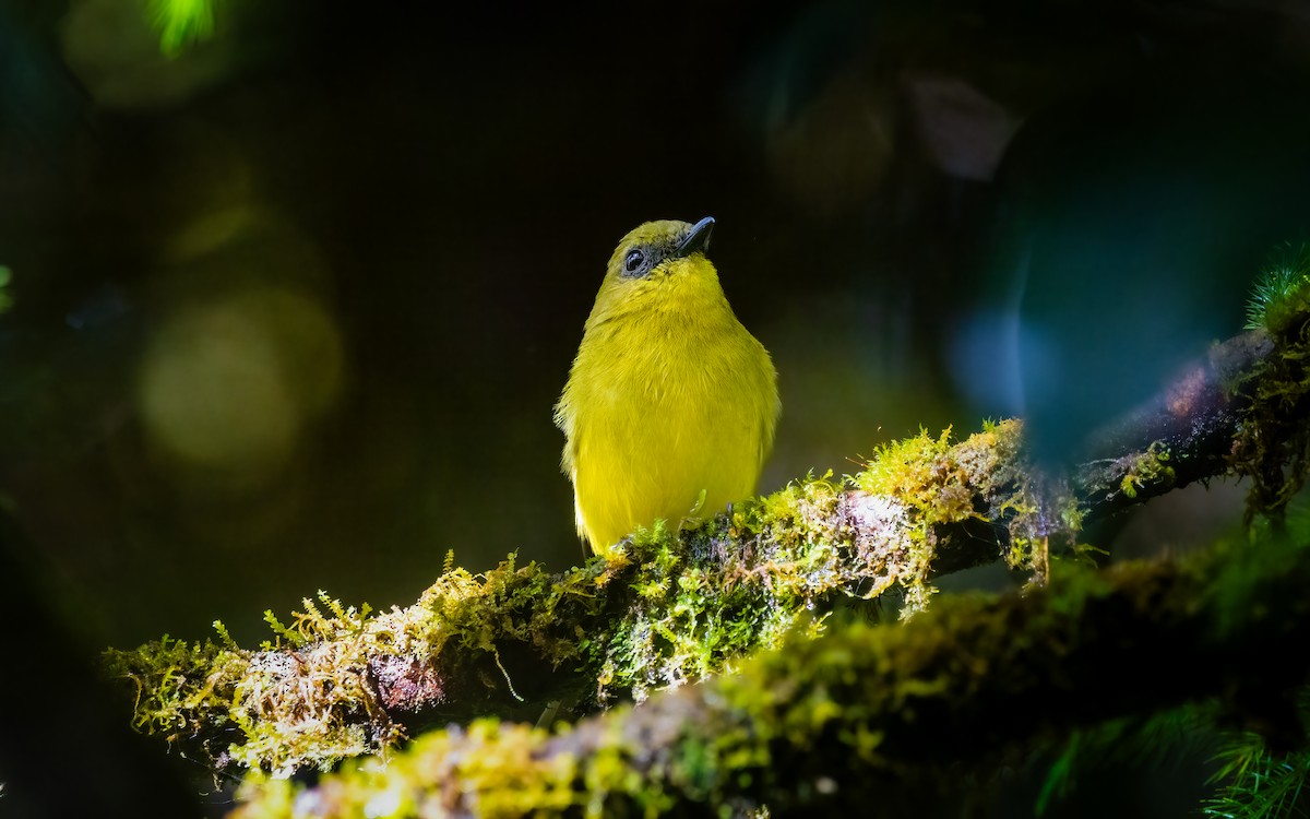 Bornean Whistler - ML641955917