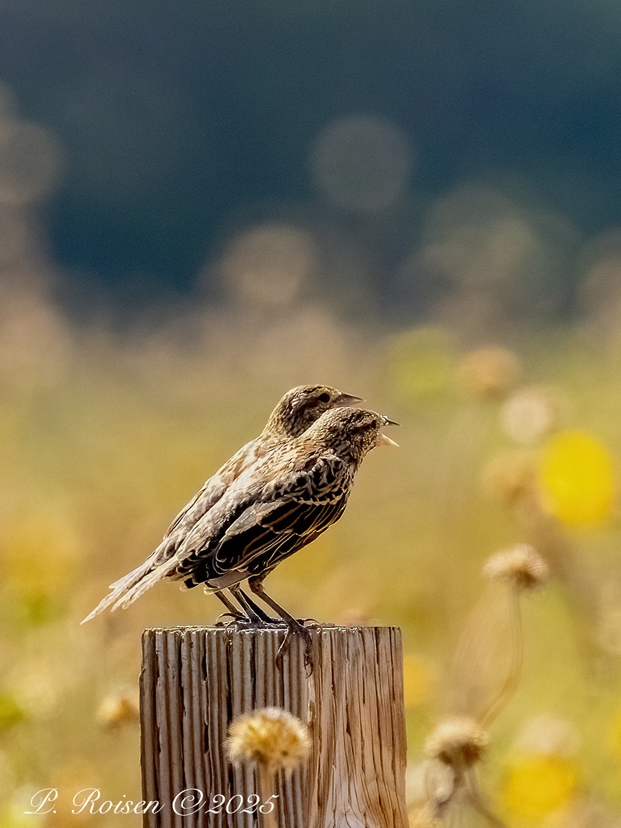 Red-winged Blackbird - ML641955920