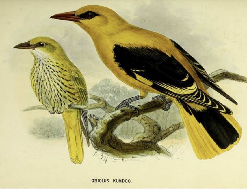 Indian Golden Oriole - ML641955922