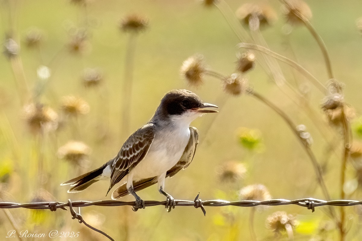 Eastern Kingbird - ML641955928
