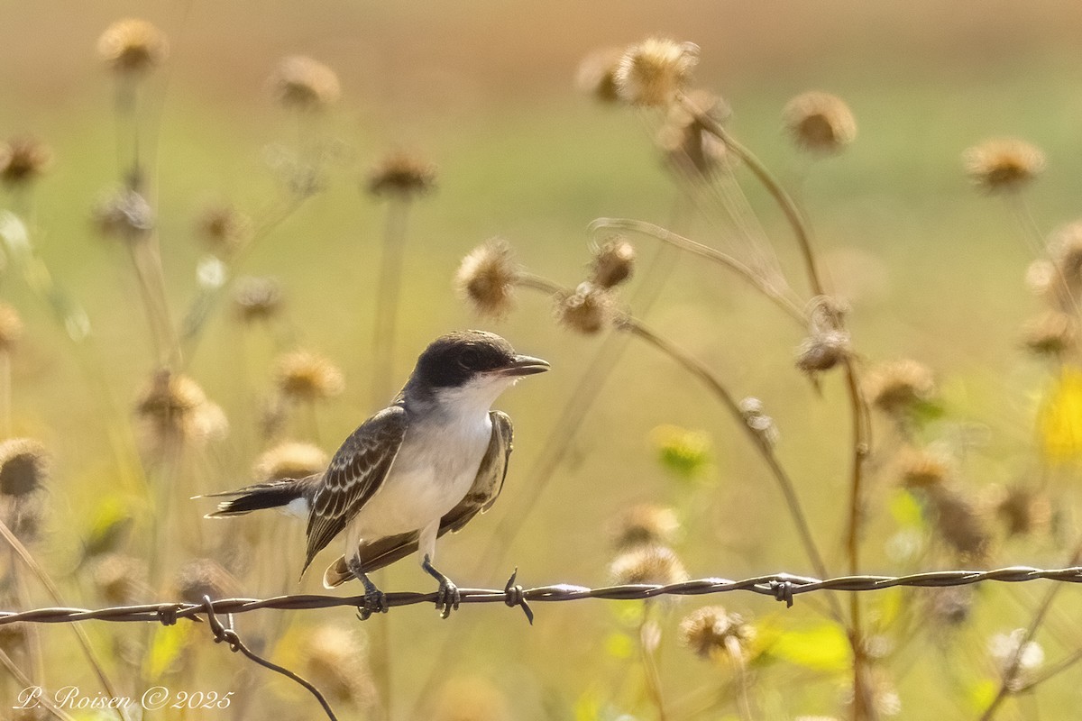 Eastern Kingbird - ML641955929