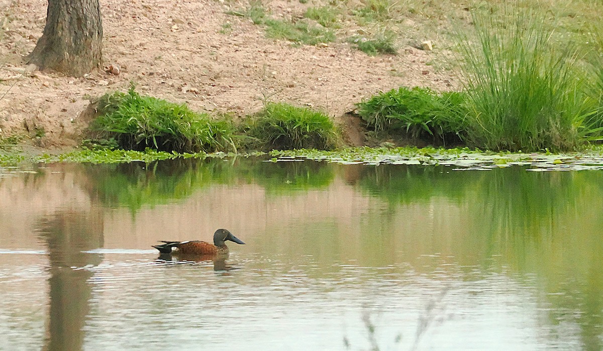 Australasian Shoveler - ML641955937