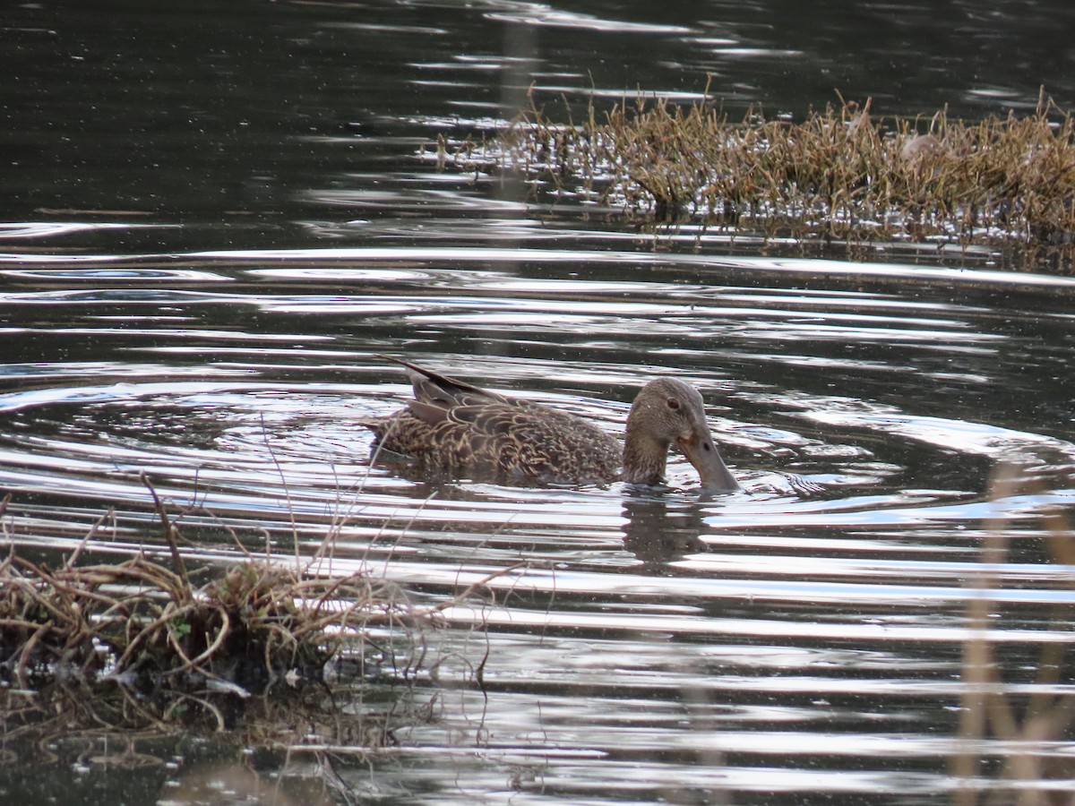 Australasian Shoveler - ML641955942