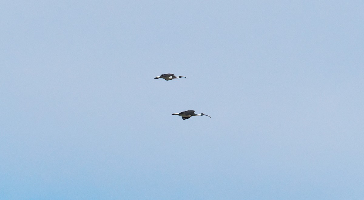 Straw-necked Ibis - ML641955946