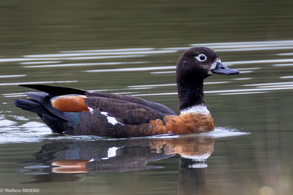 Australian Shelduck - ML641955949