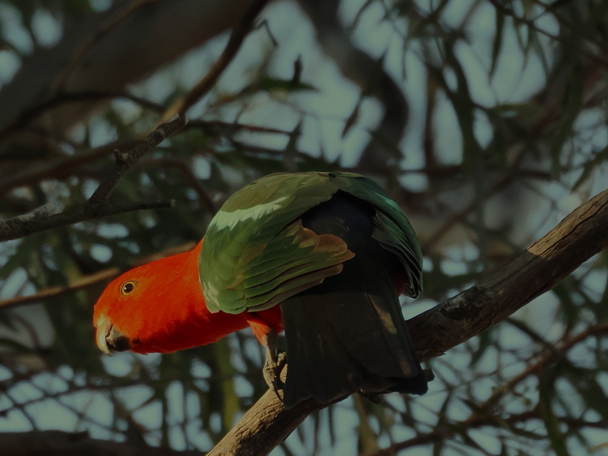 Australian King-Parrot - ML641955967