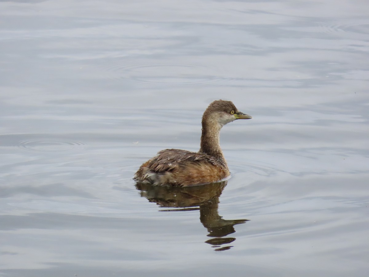 Australasian Grebe - ML641955970