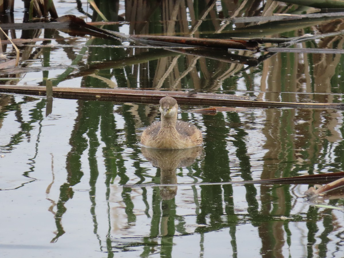 Australasian Grebe - ML641955971