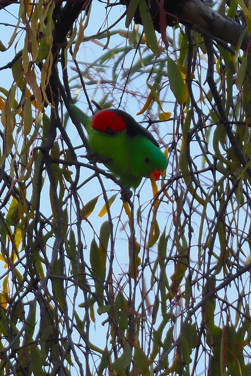 ハゴロモインコ - ML641955973