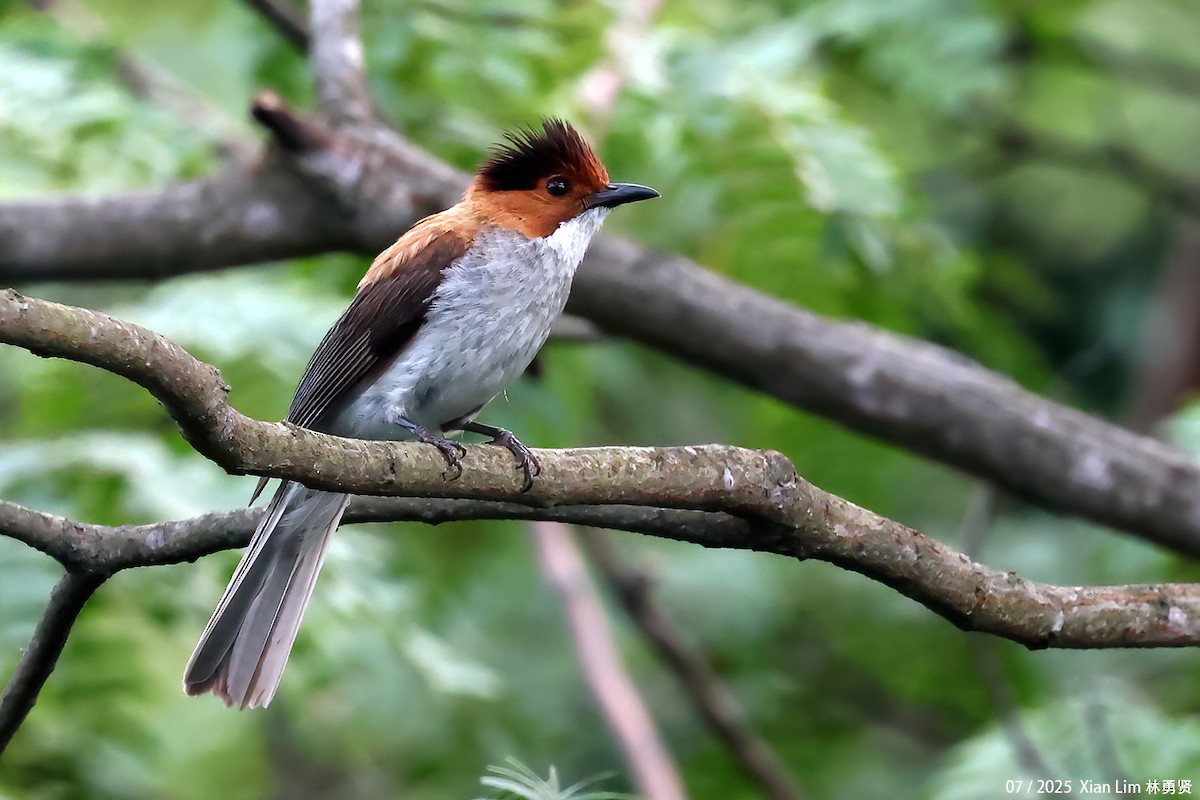 Chestnut Bulbul - ML641955974
