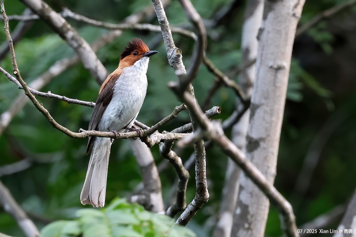 Chestnut Bulbul - ML641955976