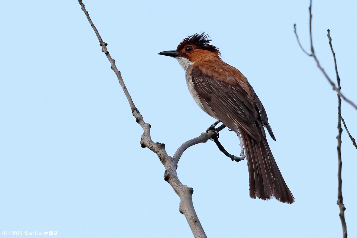 Chestnut Bulbul - ML641955977