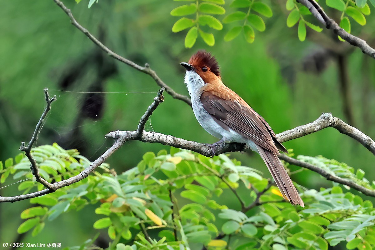 Chestnut Bulbul - ML641955979