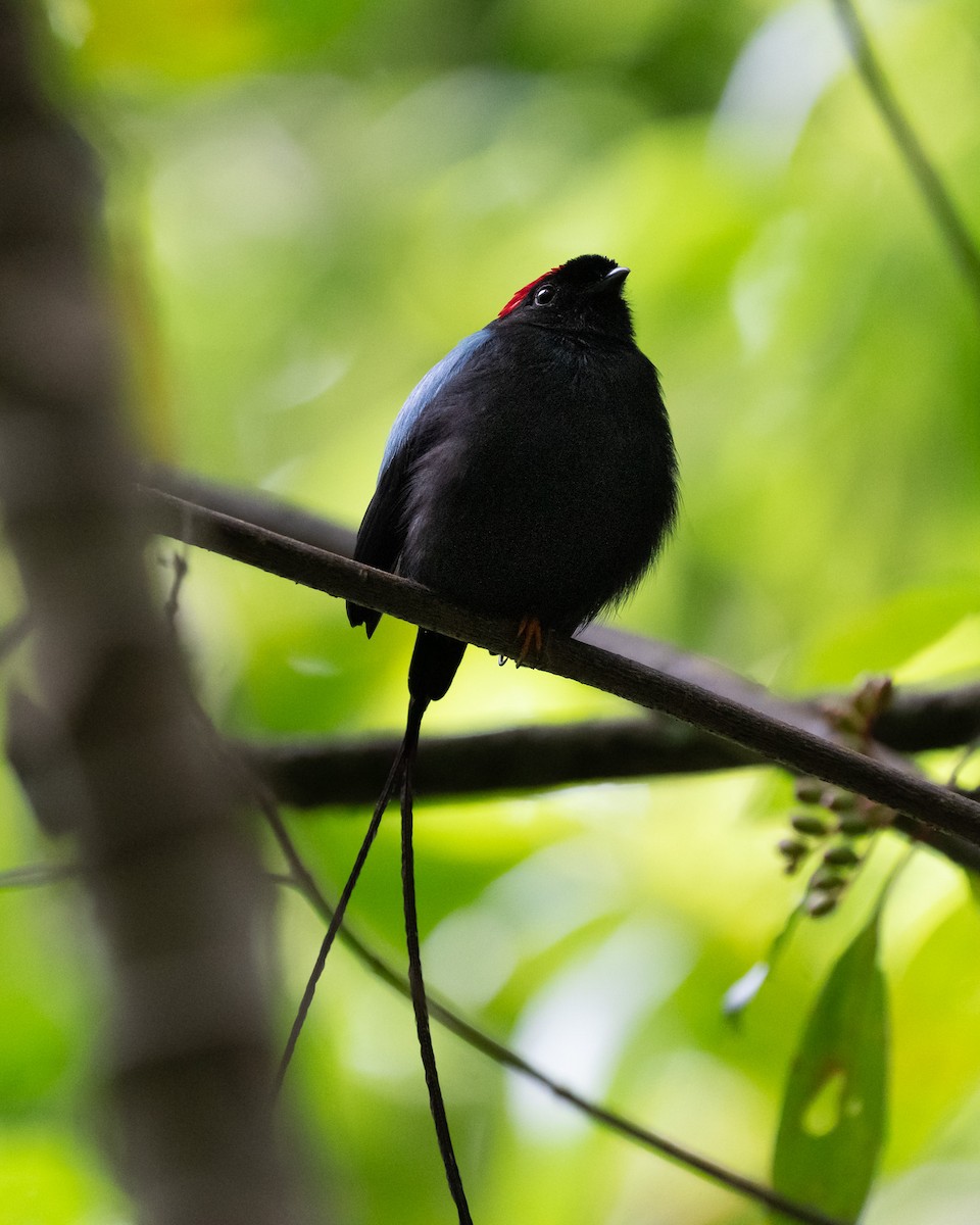 Long-tailed Manakin - ML641955980