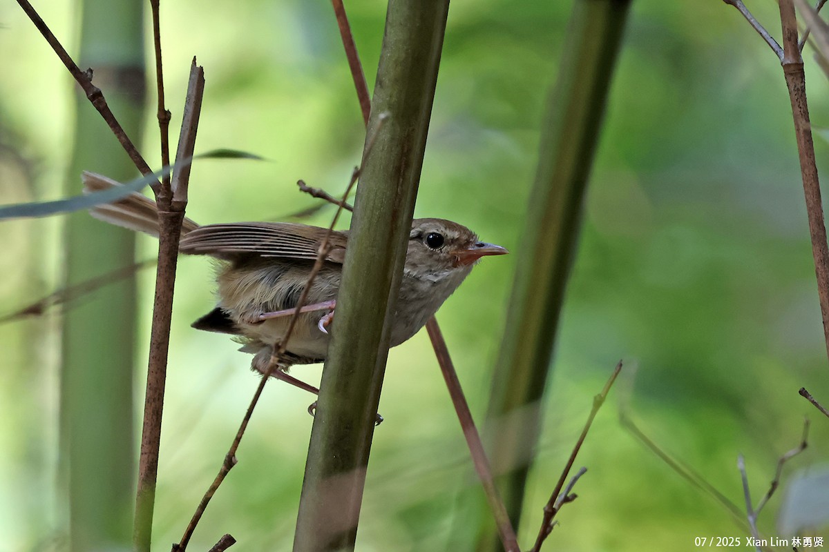 Brownish-flanked Bush Warbler - ML641955982