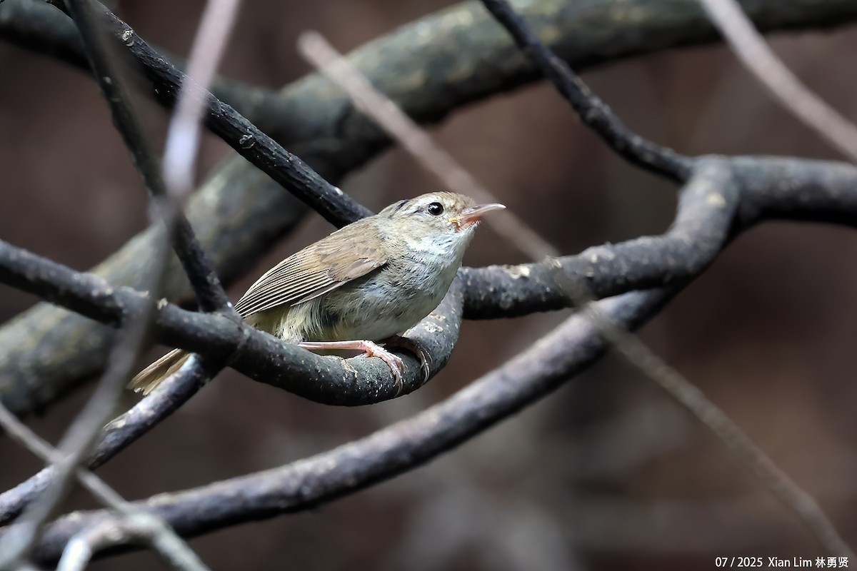 Brownish-flanked Bush Warbler - ML641955983