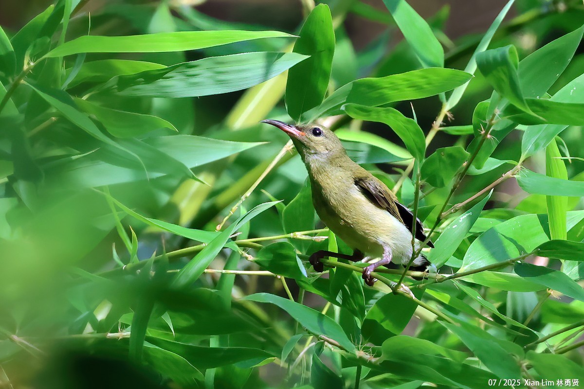 Fork-tailed Sunbird - ML641955989