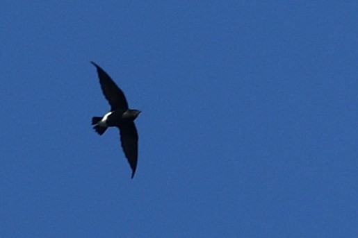 Silver-backed Needletail - ML641956006