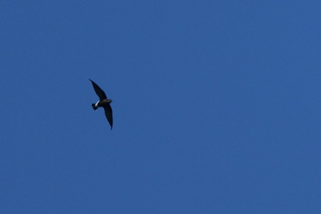 Silver-backed Needletail - ML641956007