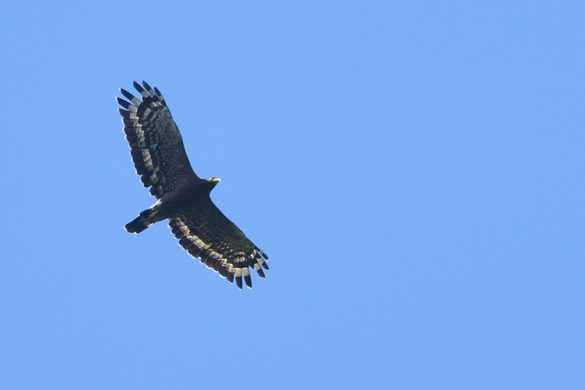Crested Serpent-Eagle - ML641956009