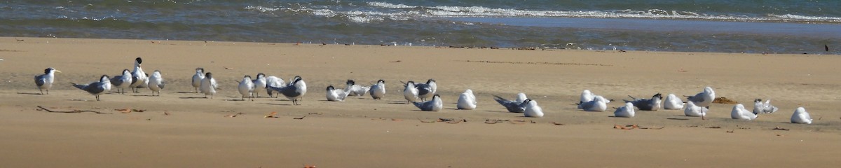 Great Crested Tern - ML641956010