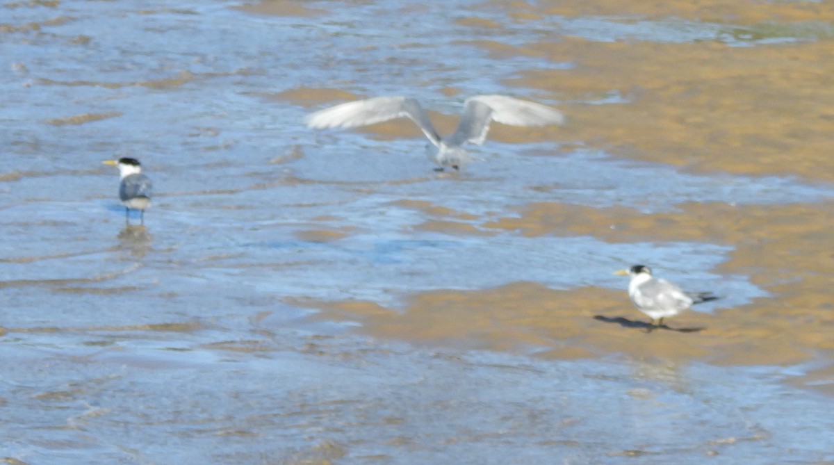 Great Crested Tern - ML641956012