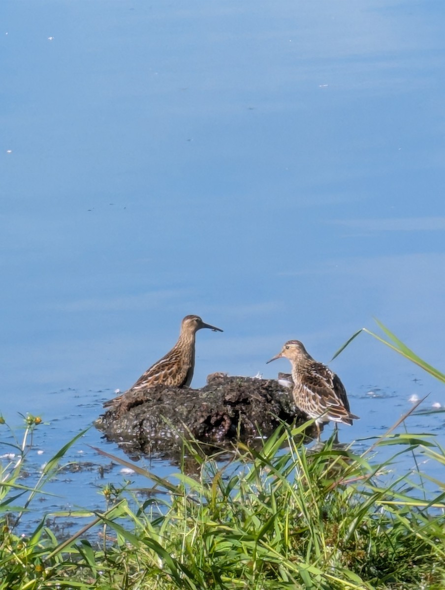 Pectoral Sandpiper - ML641956013