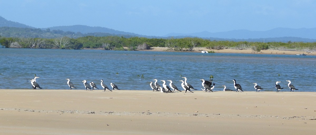 Pied Cormorant - ML641956019