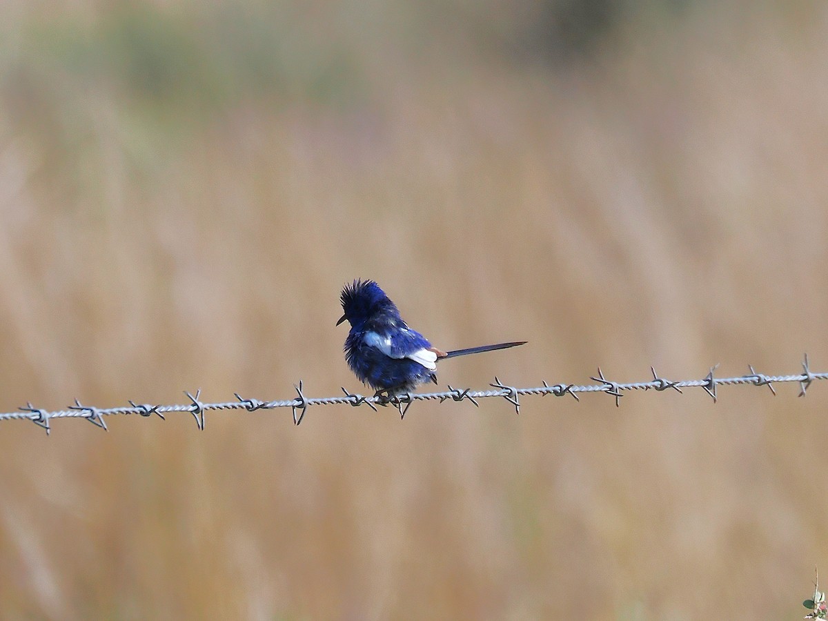 White-winged Fairywren - ML641956021
