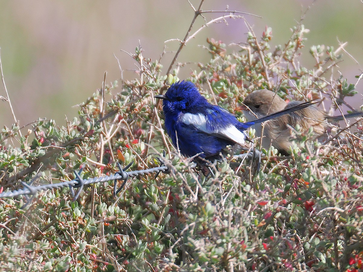 White-winged Fairywren - ML641956022