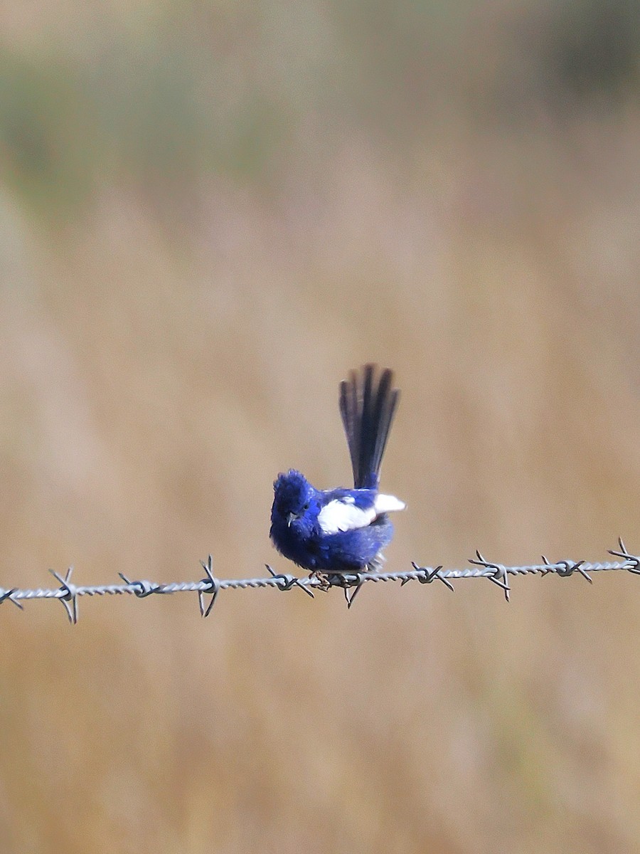 White-winged Fairywren - ML641956023