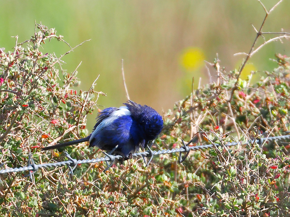 White-winged Fairywren - ML641956025