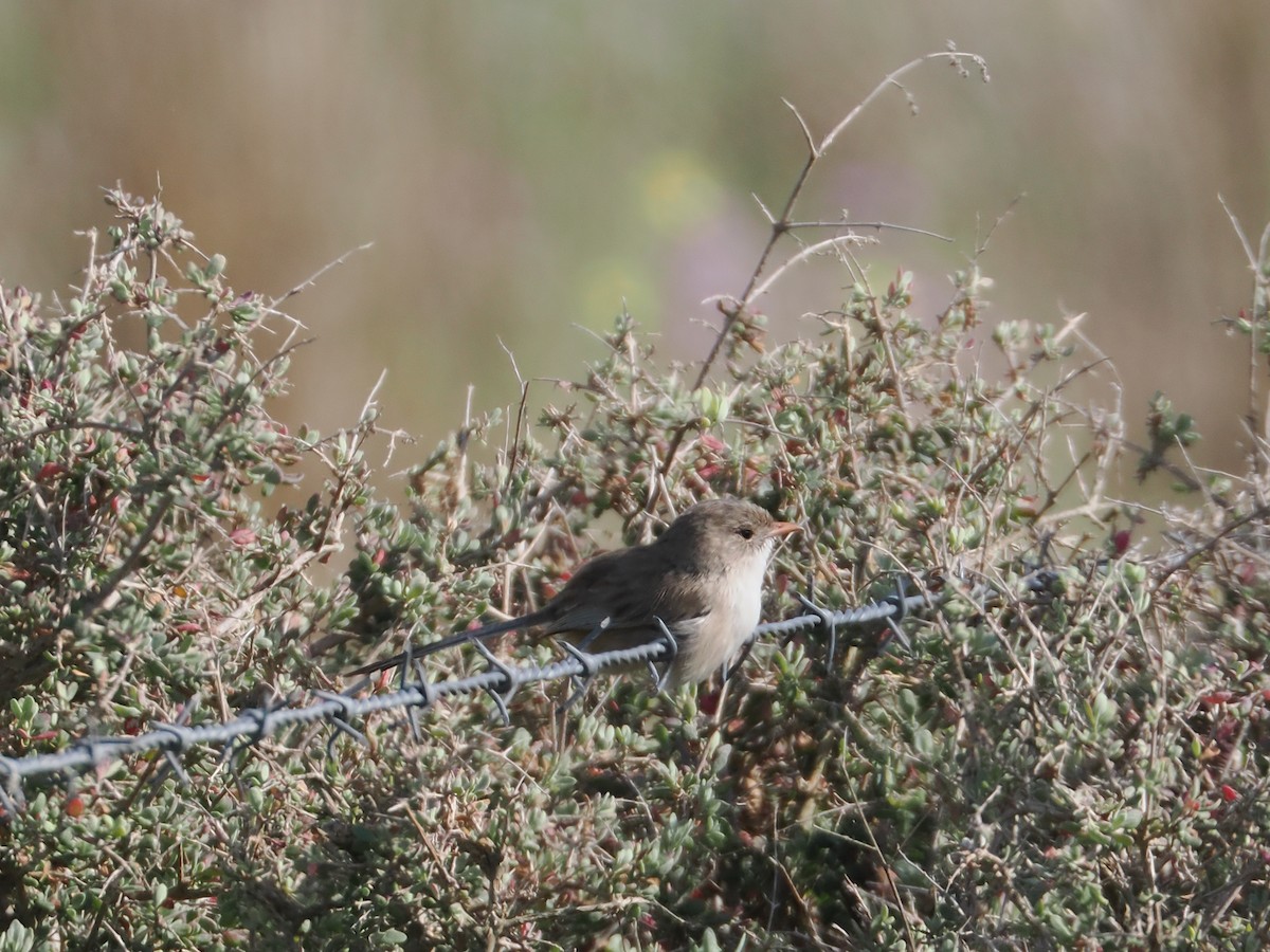 White-winged Fairywren - ML641956026